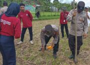 Sinergi Polri dan Warga Sandik: Aksi Tanam Jagung Demi Ketahanan Pangan Lombok Barat