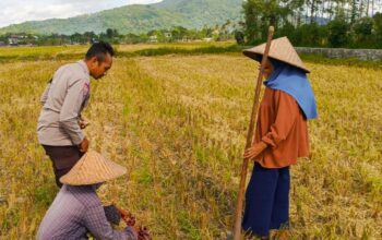 Sinergi Polsek Kuripan dan Petani Iting Langgem, Dukung Swasembada Pangan Lokal