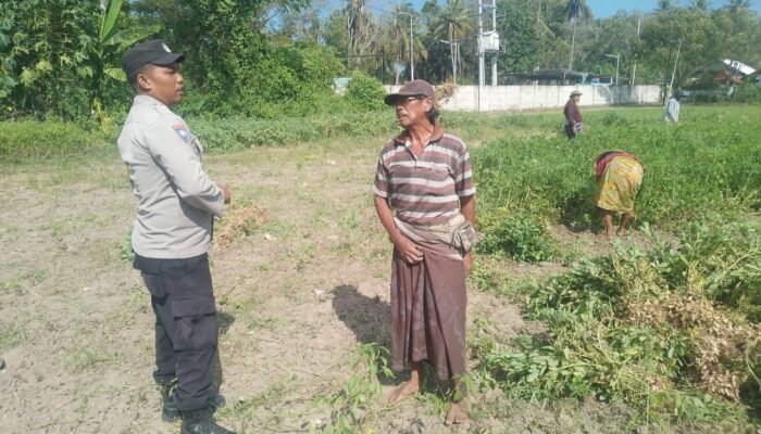 Dukung Ketahanan Pangan, Bhabinkamtibmas Gerung Gencarkan Sosialisasi ke Petani