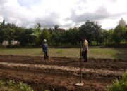 Bhabinkamtibmas Kediri Dorong Ketahanan Pangan di Plowok Selatan