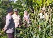 Kolaborasi Polisi dan Petani Banyumulek Dorong Swasembada Jagung