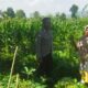 Sinergi Polri dan Petani di Lombok Barat, Ketahanan Pangan Jadi Prioritas