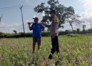 Pekarangan Jadi Lumbung Keluarga: Polri dan Warga Desa Kuripan Wujudkan Pangan Tangguh