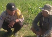 Polsek Labuapi Perkuat Ketahanan Pangan Bersama Petani Jagung Manis di Karang Bongkot