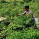 Bhabinkamtibmas Kuripan Utara Dampingi Petani Panen Cabai, Dukung Ketahanan Pangan