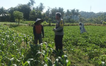 Dorong Ketahanan Pangan, Bhabinkamtibmas Sandik Edukasi Pemanfaatan Lahan Kosong