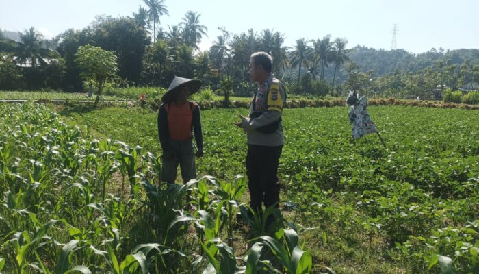 Dorong Ketahanan Pangan, Bhabinkamtibmas Sandik Edukasi Pemanfaatan Lahan Kosong