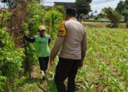 Polsek Labuapi Dorong Ketahanan Pangan Lewat Pasar Murah dan Edukasi Petani