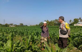 Wujudkan Ketahanan Pangan, Bhabinkamtibmas Sandik Dorong Pemanfaatan Lahan Kosong