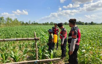 Patroli Ketahanan Pangan Polres Lobar Dorong Produktivitas Petani Jagung Gerung