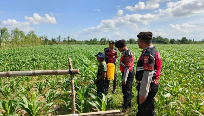 Patroli Ketahanan Pangan Polres Lobar Dorong Produktivitas Petani Jagung Gerung