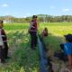 Polisi Kawal Produksi Jagung Petani Tempos, Gerung