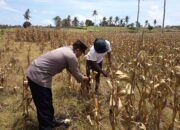 Polri Dampingi Petani Kedaro Sinergi Ketahanan Pangan di Lombok Barat