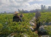 Sinergi Petani dan Polri di Kuripan Perkuat Kemandirian Pangan Lokal