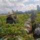 Polri Dampingi Petani Panen Cabai di Kuripan Utara, Dukung Ketahanan Pangan Lokal