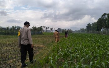 Sinergi Polsek Kediri dan Petani Lelede Kendalikan Hama Jagung