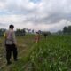 Sinergi Polsek Kediri dan Petani Lelede Kendalikan Hama Jagung