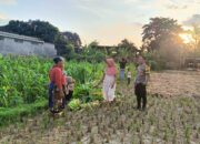 Polsek Kuripan Dukung Ketahanan Pangan di Dusun Pelulan Lewat Sosialisasi ke Petani Jagung