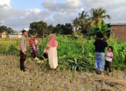 Bhabinkamtibmas Kuripan Utara Turun ke Lahan Dukung Program Pangan