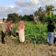 Polsek Kuripan Dukung Petani Jagung di Kumbung Barat Wujudkan Ketahanan Pangan