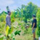 Polsek Lembar Dukung Ketahanan Pangan, Bhabinkamtibmas Beri Semangat Petani Jagung di Eyat Mayang