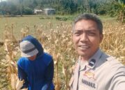 Sinergi Polri dan Petani Jagung Eyat Mayang Perkuat Ketahanan Pangan Nasional