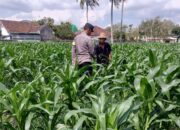 Sinergi Polri dan Petani, Panen Jagung di Sekotong Berjalan Aman