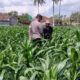 Sinergi Polri dan Petani, Panen Jagung di Sekotong Berjalan Aman
