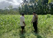 DDS Polri di Sayong Baru: Dukung Petani Jagung dan Stabilitas Pangan Lombok Barat