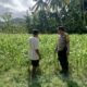 Polri di Tengah Petani Jagung: DDS Bangun Ketahanan Pangan Sekotong
