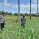 DDS Bhabinkamtibmas Sekotong, Wujud Nyata Sinergi Polisi dan Petani