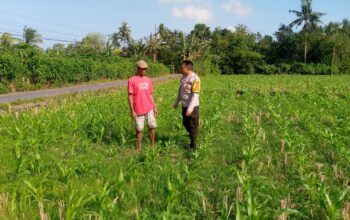 Sinergi Polisi dan Petani di Desa Jagaraga Wujudkan Swasembada Pangan