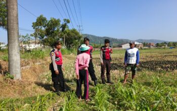 Polri Hadir Bantu Petani Jagung Wujudkan Swasembada di Lombok Barat