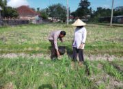 Polsek Kuripan Galakkan Pertanian Pekarangan Demi Kesejahteraan Warga