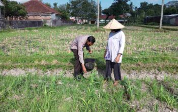 Polsek Kuripan Galakkan Pertanian Pekarangan Demi Kesejahteraan Warga