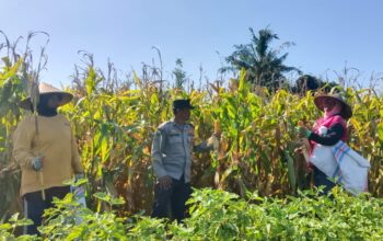 Bhabinkamtibmas Gerung Kawal Panen Jagung Petani Desa Beleka