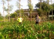 Sosialisasi Ketahanan Pangan di Jagaraga, Bhabinkamtibmas Dorong Pemanfaatan Lahan Produktif