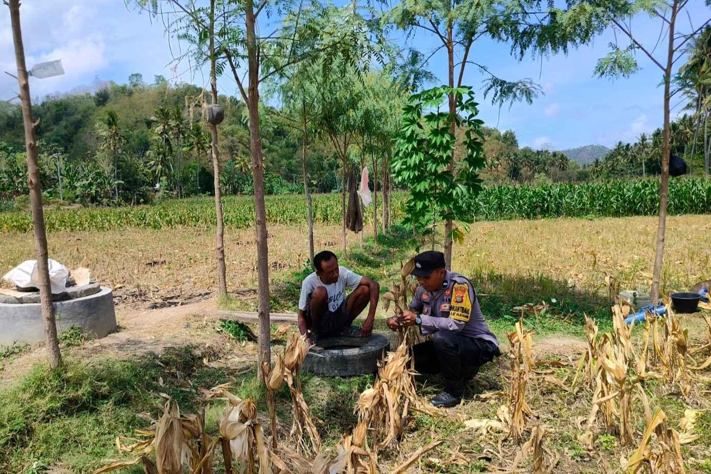 Dukung Ketahanan Pangan, Bhabinkamtibmas Lembar Beri Semangat Petani Jagung di Eyat Mayang