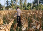 Panen Jagung di Dusun Lilin, Polsek Gerung Perkuat Sinergi dengan Petani