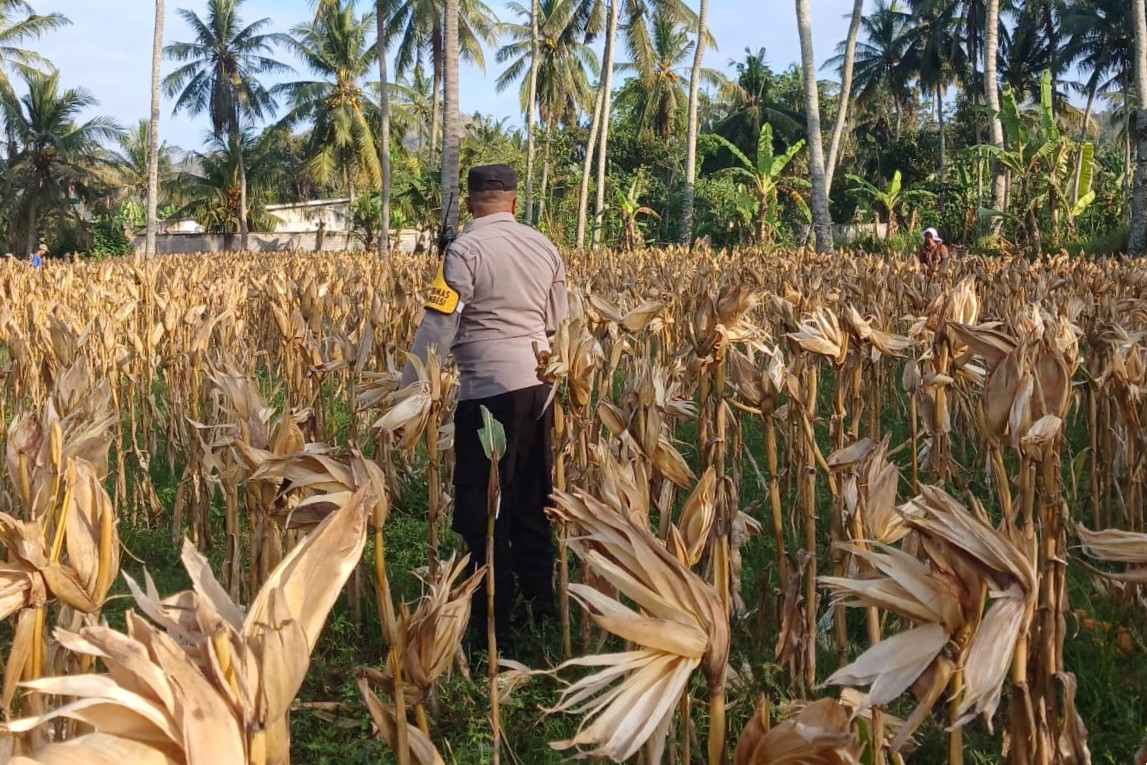 Panen Jagung di Dusun Lilin, Polsek Gerung Perkuat Sinergi dengan Petani