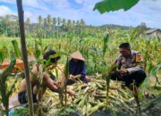 Polisi Sambangi Petani Jagung di Eyat Mayang Lembar, Dorong Ketahanan Pangan Lokal