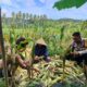 Polisi Sambangi Petani Jagung di Eyat Mayang Lembar, Dorong Ketahanan Pangan Lokal