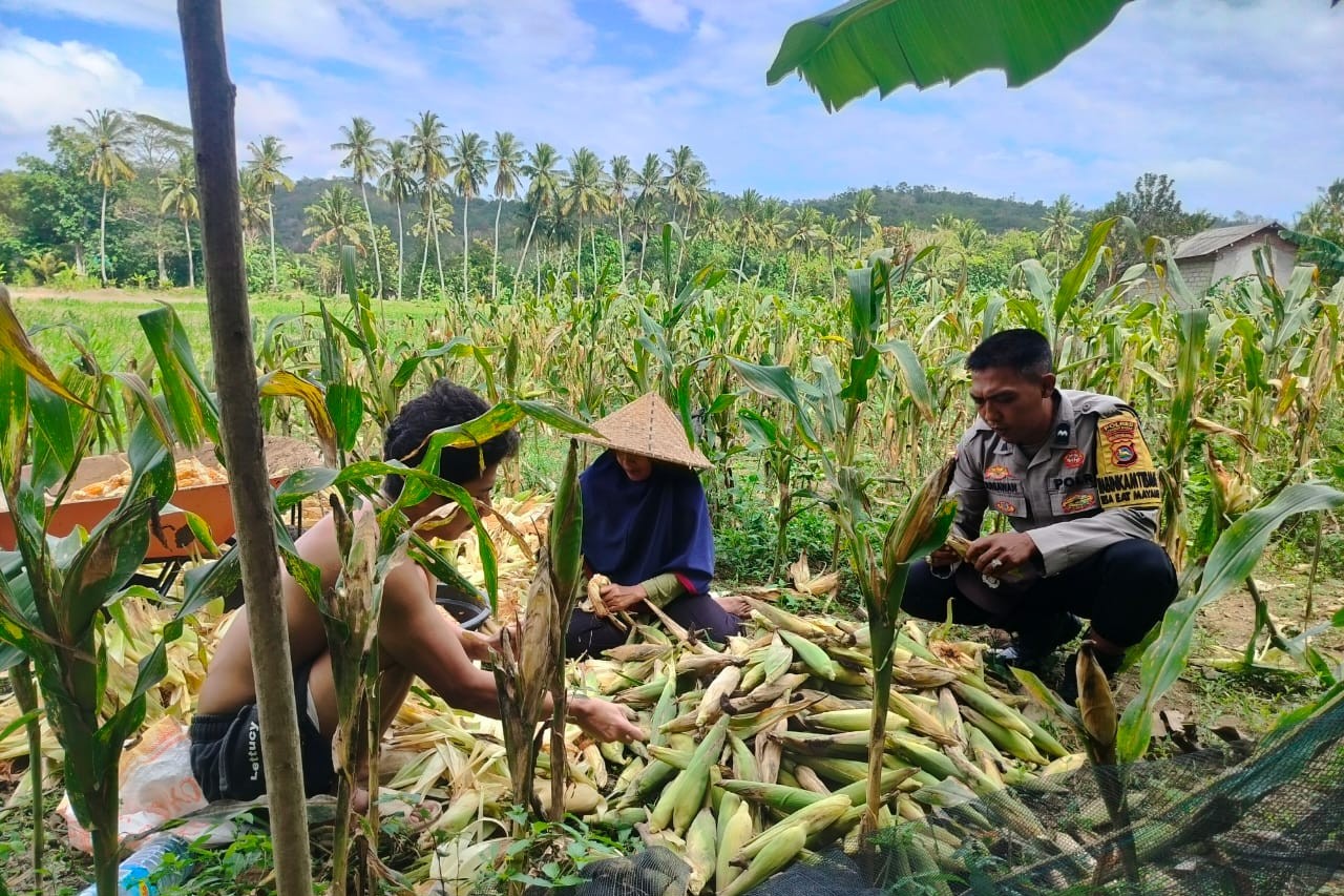 Polisi Sambangi Petani Jagung di Eyat Mayang Lembar, Dorong Ketahanan Pangan Lokal