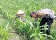 Sinergi Polisi dan Petani Bhabinkamtibmas Kuripan Galakkan Pemanfaatan Pekarangan Rumah