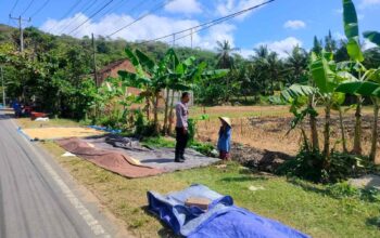 Sinergi Polisi dan Petani di Eyat Mayang, Lombok Barat untuk Pangan Nasional