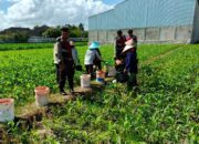 Polres Lombok Barat Turun ke Sawah, Pastikan Produktivitas Jagung di Gerung Terjaga