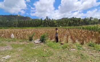 Polsek Sekotong Dukung Ketahanan Pangan Lewat Monitoring Panen Jagung