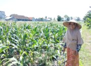 Sinergi Polri dan Petani di Desa Labuapi untuk Perkuat Ketahanan Pangan Nasional