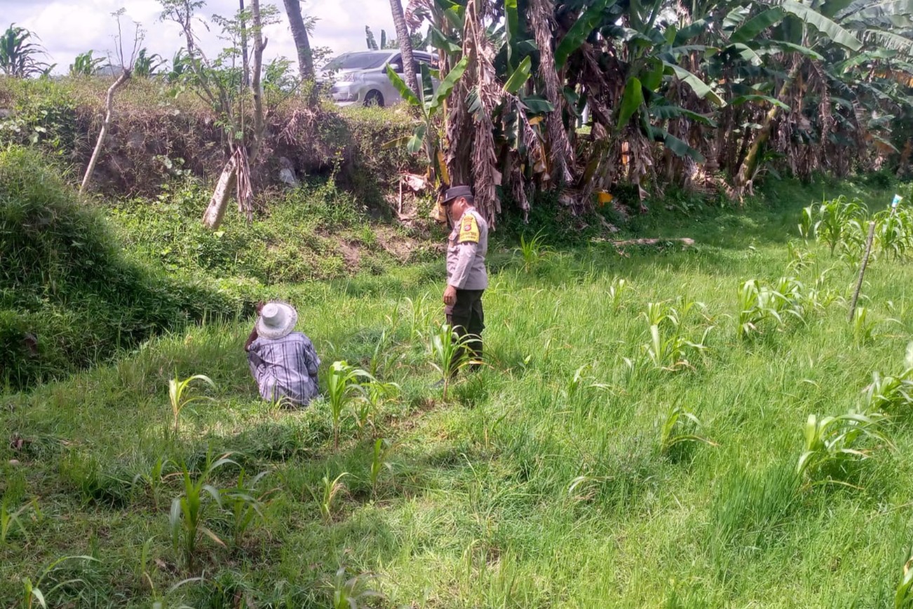 LOMBOK BARAT, NTB – Dalam upaya mewujudkan ketahanan pangan yang kuat di tingkat desa, Bhabinkamtibmas Desa Jagaraga, Aiptu I Gede Dodit, melaksanakan kunjungan silaturahmi ke Dusun Dasan Geres Pande, Kecamatan Kuripan, Lombok Barat. Kunjungan pada Minggu, 21 September 2025 ini bertujuan untuk mensosialisasikan pentingnya program ketahanan pangan kepada warga binaan, khususnya Bapak Nasri, dengan fokus pada pemanfaatan lahan produktif. Kegiatan yang dimulai pukul 11.00 WITA ini disambut baik oleh Bapak Nasri dan warga setempat. Aiptu Gede Dodit berinteraksi langsung dan memberikan edukasi tentang cara-cara efektif mengoptimalkan lahan yang mereka miliki, baik pekarangan rumah maupun lahan kosong, untuk ditanami tanaman pangan, beternak, atau budidaya perikanan. Inisiatif ini merupakan bagian dari komitmen Polri dalam mendukung program pemerintah untuk memperkuat fondasi ekonomi masyarakat, khususnya di sektor pertanian. Mendorong Produktivitas Lahan Melalui Tanaman Jagung Dalam kunjungannya, Aiptu Gede Dodit secara spesifik mengajak Bapak Nasri untuk menanam jagung di lahannya yang berlokasi di RT. 01 Dusun Dasan Geres Pande. Jagung dipilih karena merupakan salah satu komoditas pangan pokok yang memiliki nilai ekonomis tinggi dan relatif mudah dibudidayakan. Aiptu Gede Dodit menekankan bahwa pemanfaatan lahan untuk menanam jagung tidak hanya akan memenuhi kebutuhan pangan keluarga, tetapi juga dapat meningkatkan pendapatan jika hasilnya melimpah. “Kami datang ke sini untuk mengajak Bapak Nasri dan warga lainnya agar tidak menyia-nyiakan lahan yang ada. Dengan menanam jagung, misalnya, kita bisa berkontribusi langsung pada ketahanan pangan keluarga dan bahkan desa,” ujar Aiptu I Gede Dodit. Ia menambahkan bahwa upaya ini sejalan dengan program pemerintah pusat dalam menghadapi tantangan pangan global. Warga Antusias Dukung Program Ketahanan Pangan Respons positif datang dari warga binaan, Bapak Nasri, yang menyatakan kesiapannya untuk mendukung program ini. Menurutnya, inisiatif dari Bhabinkamtibmas ini sangat membantu masyarakat dalam melihat potensi lahan yang selama ini mungkin belum tergarap optimal. “Saya sangat berterima kasih atas kunjungan Bapak Bhabinkamtibmas. Kami siap mendukung program ini. Selama ini lahan memang ada, tapi kami belum tahu harus mulai dari mana. Dengan arahan ini, kami jadi lebih termotivasi,” ungkap Bapak Nasri. Ia berharap, kegiatan serupa dapat terus dilakukan untuk memberikan pendampingan dan motivasi kepada petani lainnya. Polisi Hadir untuk Masyarakat Kapolsek Kuripan, Ipda I Wayan Eka Ariyana, S.H., menjelaskan bahwa kegiatan yang dilakukan oleh Bhabinkamtibmas Aiptu I Gede Dodit merupakan wujud nyata dari peran Polri sebagai pengayom, pelindung, dan pelayan masyarakat. Ia menegaskan bahwa tugas polisi tidak hanya terbatas pada penegakan hukum, tetapi juga mencakup pembinaan masyarakat di berbagai sektor. “Kunjungan Bhabinkamtibmas ke warga binaan adalah salah satu cara kami menjalin komunikasi dan silaturahmi yang erat. Kami ingin memastikan masyarakat merasa dekat dengan kami dan tahu bahwa kami selalu siap membantu, termasuk dalam hal peningkatan kesejahteraan melalui program ketahanan pangan,” kata Ipda I Wayan Eka Ariyana. Menguatkan Fondasi Ekonomi Desa Hasil dari kegiatan ini tidak hanya terwujud dalam bentuk kesepakatan dan dukungan, tetapi juga dalam terjalinnya hubungan silaturahmi dan komunikasi yang lebih baik antara pihak kepolisian dan masyarakat. Melalui pendekatan humanis ini, program pemerintah terkait ketahanan pangan dapat tersampaikan dengan lebih efektif dan diterima dengan tangan terbuka oleh warga. Upaya kolaboratif antara aparat dan masyarakat menjadi kunci utama dalam membangun desa yang mandiri dan memiliki ketahanan ekonomi yang kuat. Dengan semakin banyaknya lahan produktif yang dimanfaatkan, diharapkan kesejahteraan petani di Lombok Barat akan meningkat, dan pasokan pangan lokal akan lebih terjamin.