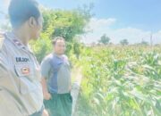 Polri Hadir untuk Pangan: Petani Desa Labuapi Didukung Tanam Jagung di Lahan Kosong
